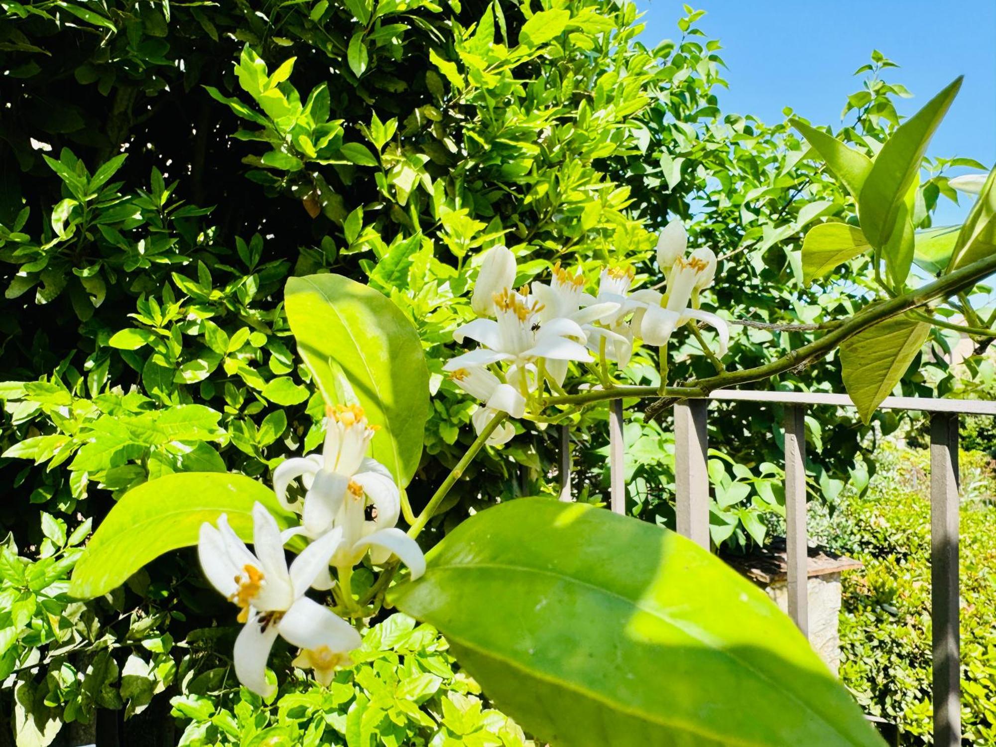 San Sano Libertas Tuscan Hideaway מראה חיצוני תמונה